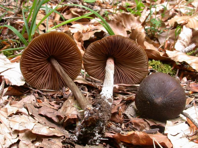 Entoloma hirtipes